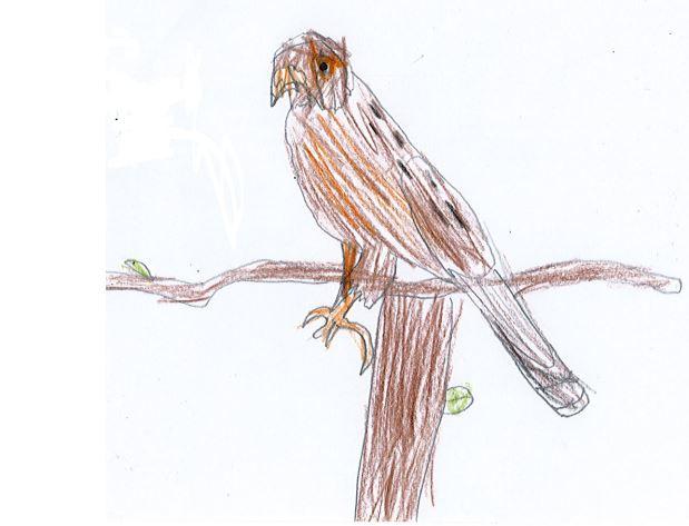 Mrs Trypanis - kestrels